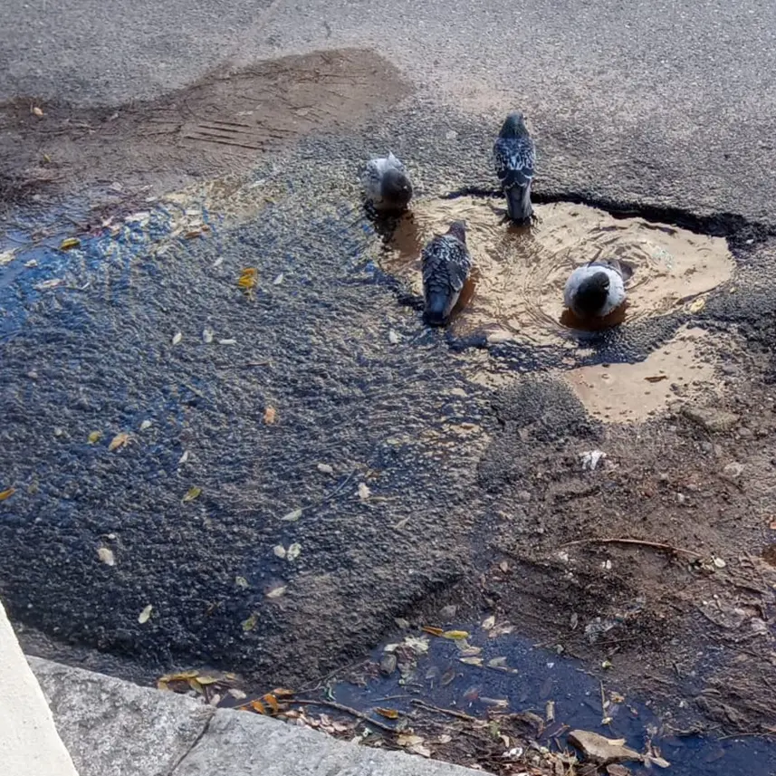 Reggio, perdita di acqua in via Glauco: guardie ambientali eseguono un sopralluogo