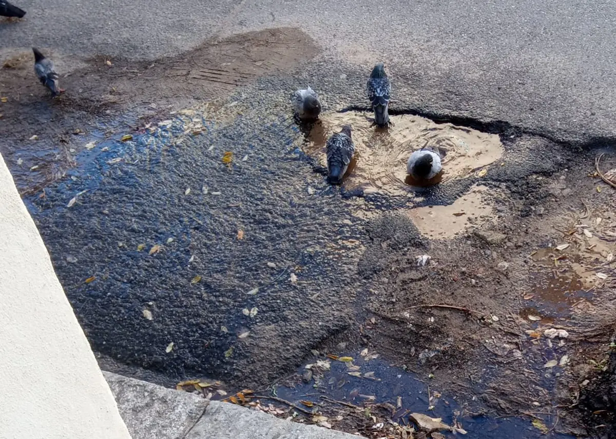 Reggio, perdita di acqua in via Glauco: guardie ambientali eseguono un sopralluogo