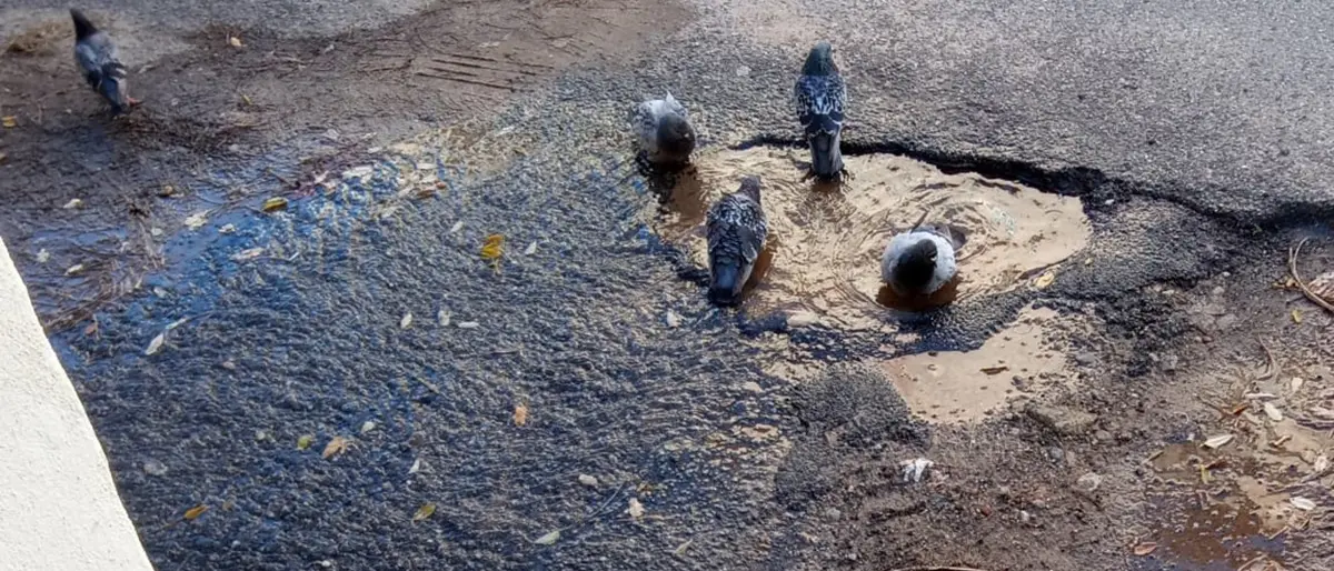 Reggio, perdita di acqua in via Glauco: guardie ambientali eseguono un sopralluogo