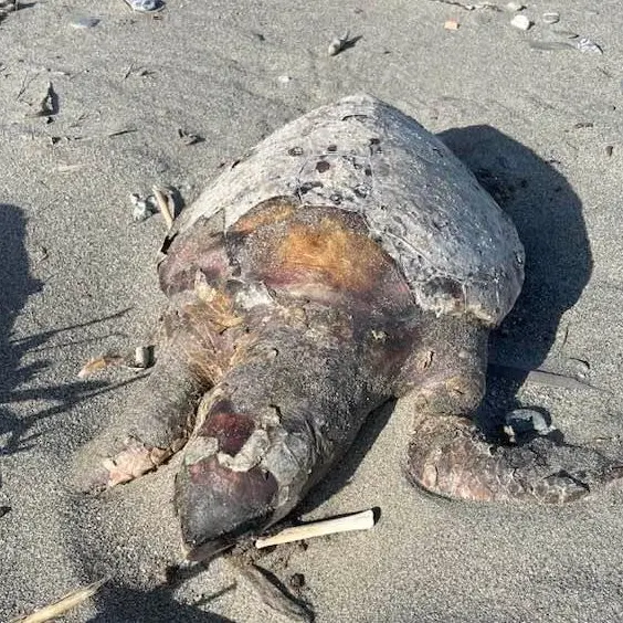 Africo, una carcassa di tartaruga tra i detriti lasciati dalla mareggiata