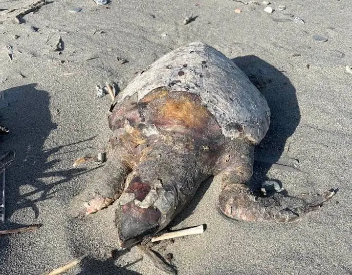 Africo, una carcassa di tartaruga tra i detriti lasciati dalla mareggiata