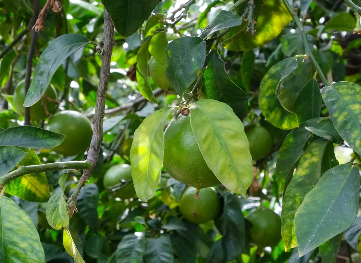 Bergamotto, continua la denuncia per i mancati ristori e il blocco dell’IGP da parte della Regione Calabria