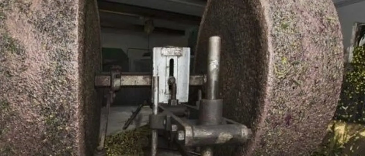 Regione, ammodernamento frantoi oleari: pubblicata la graduatoria provvisoria