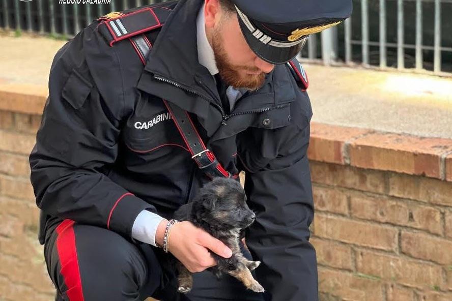 Palmi, chiuso in auto tra escrementi e cibo avariato: cucciolo di cane ...