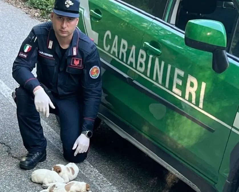 San Giorgio Morgeto, Carabinieri forestali salvano cinque cuccioli di cane