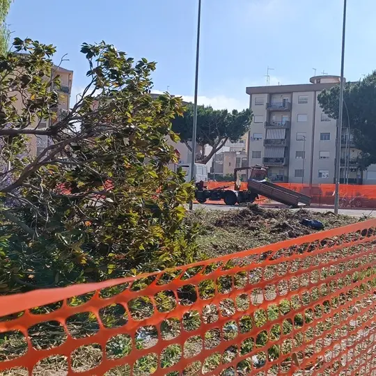 Reggio, comitato di quartiere viale Calabria-Palmi: «Devastato il patrimonio arboreo di piazza Milano»