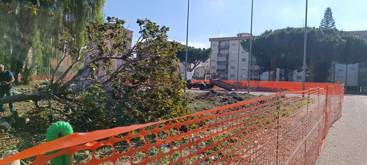 Reggio, comitato di quartiere viale Calabria-Palmi: «Devastato il patrimonio arboreo di piazza Milano»