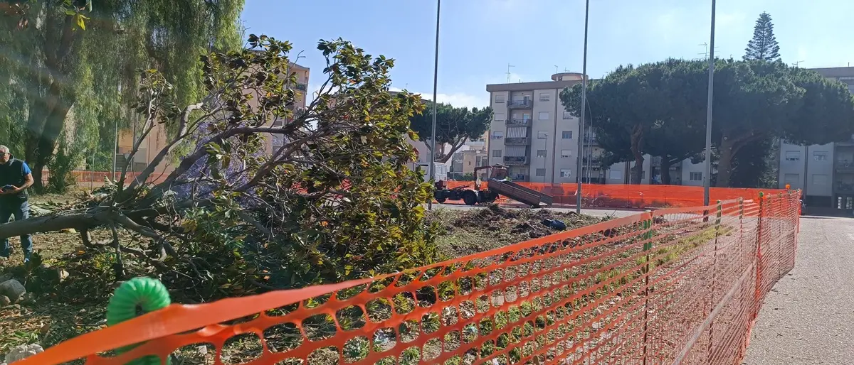 Reggio, comitato di quartiere viale Calabria-Palmi: «Devastato il patrimonio arboreo di piazza Milano»