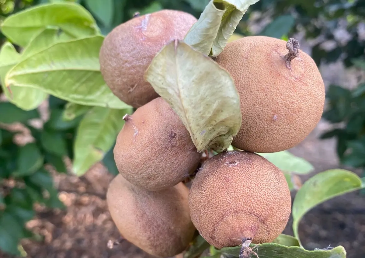 Bergamotto di Reggio, Falcone: «La Regione ha dimenticato di attivare i ristori dopo la crisi della scorsa estate»