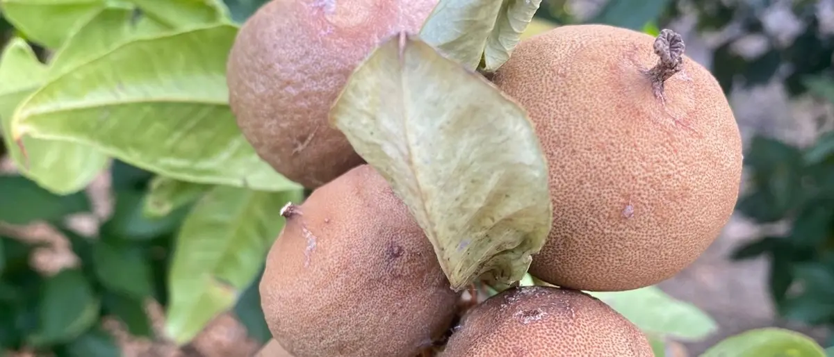 Bergamotto di Reggio, Falcone: «La Regione ha dimenticato di attivare i ristori dopo la crisi della scorsa estate»