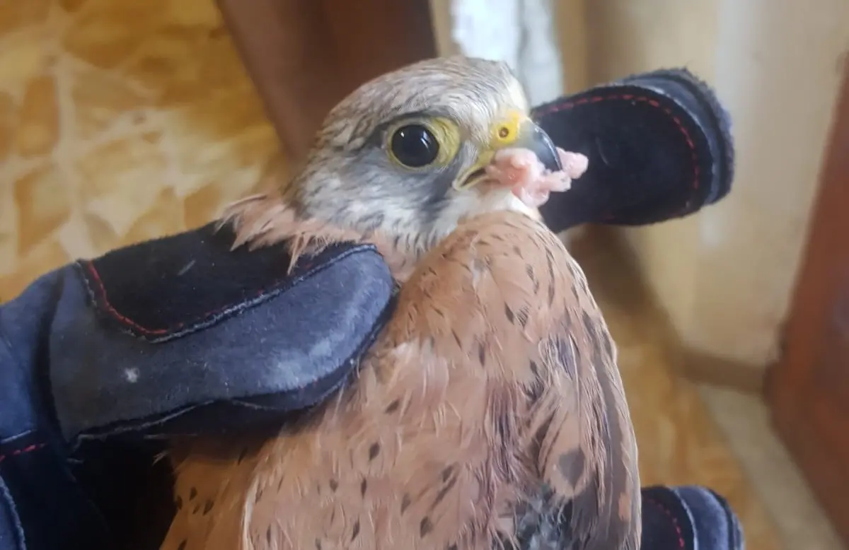 Reggio, volontari della Guardia Faunistica ambientale salvano un falco