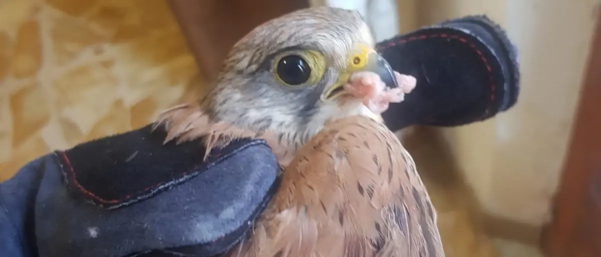 Reggio, volontari della Guardia Faunistica ambientale salvano un falco