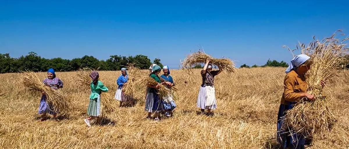 A Bagnara il 7 luglio la IV Festa della Mietitura