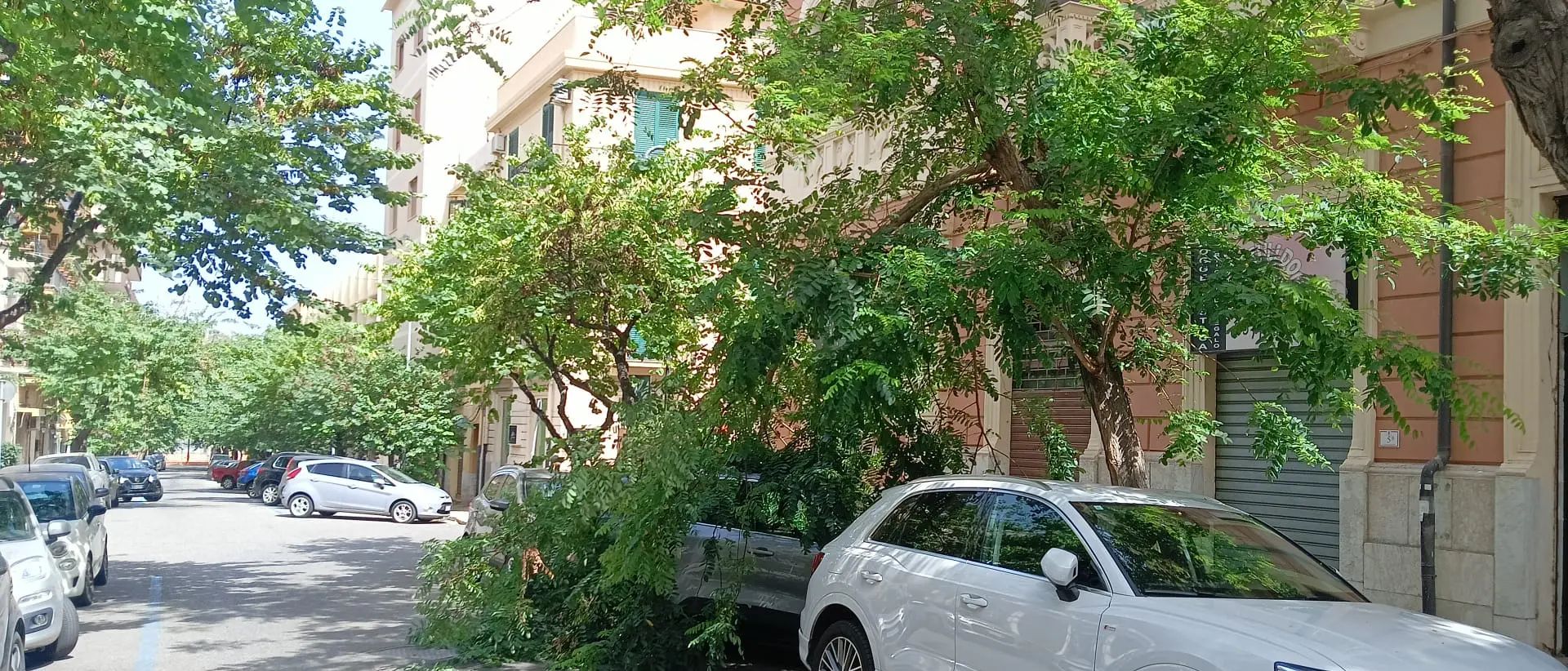 Ramo pericolante precipita su un'auto in centro a Reggio. Nessun ferito