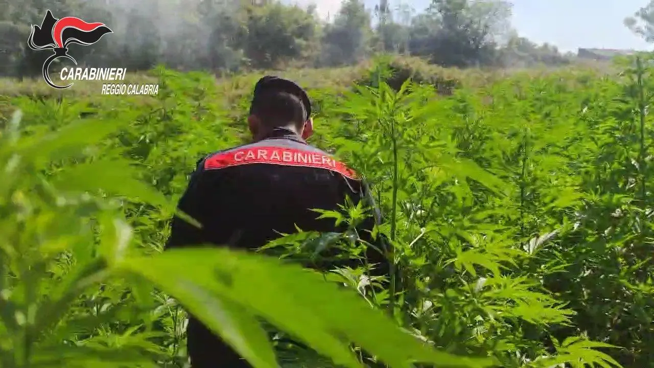Rinvenute dai carabinieri quattro piantagioni di marijuana a San Pietro di Caridà