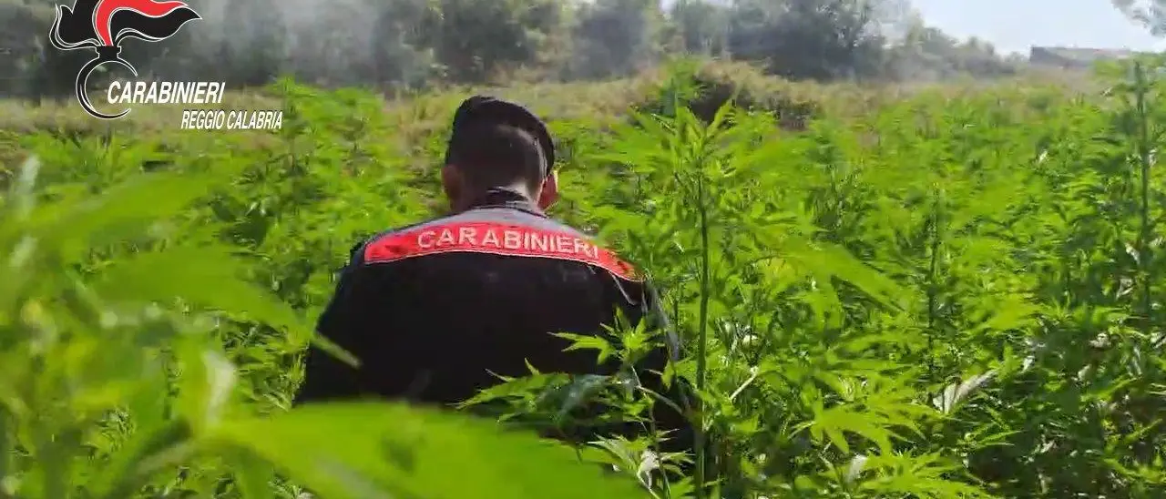 Rinvenute dai carabinieri quattro piantagioni di marijuana a San Pietro di Caridà