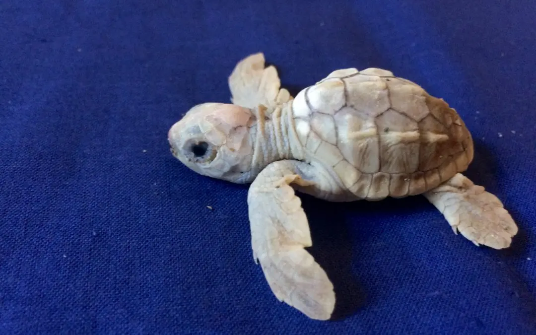 Nel Reggino dopo sei anni è nata una tartaruga bianca