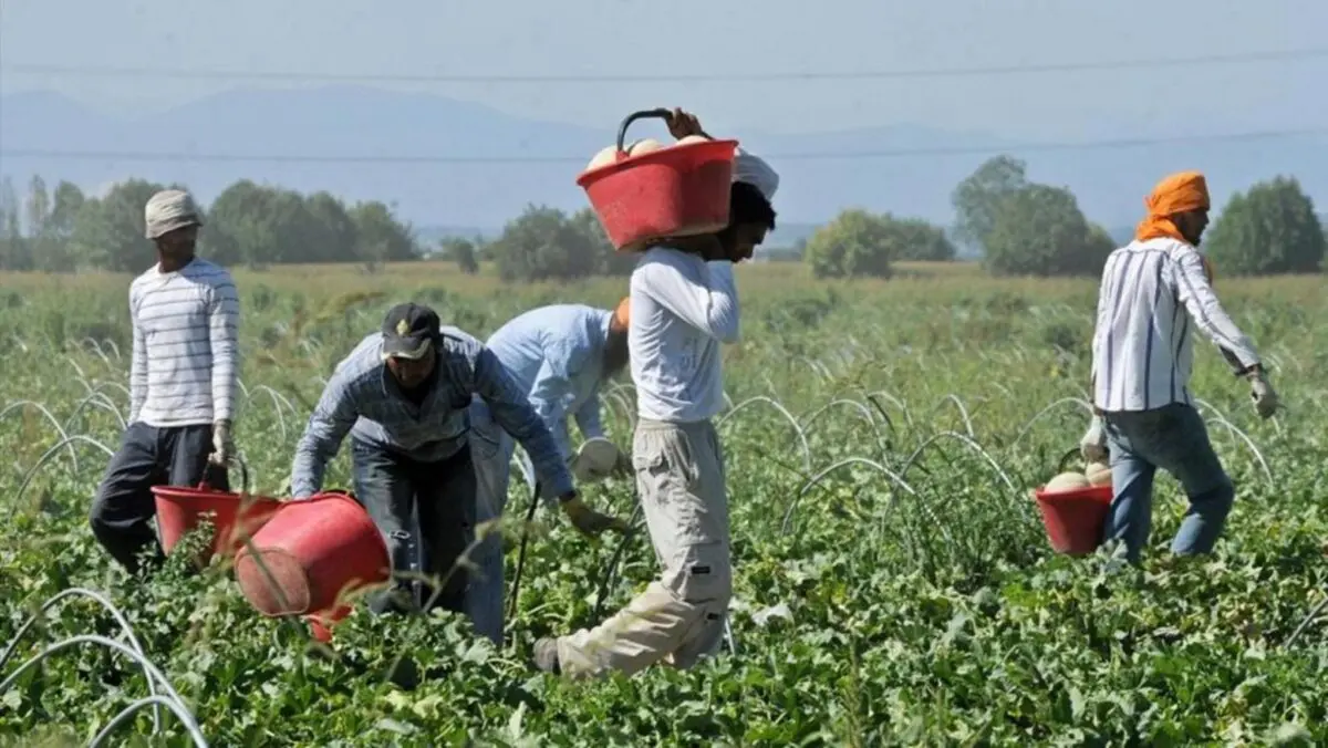 Caporalato a Gioia, minacce e botte per non pagare i migranti