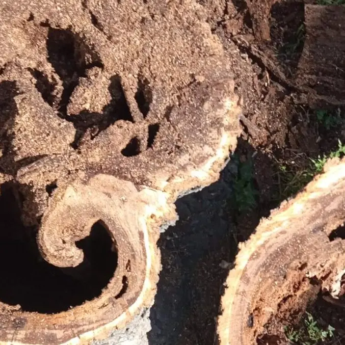 Reggio, Merenda difende la rigenerazione del verde urbano: «Progetto tecnico, non propaganda»