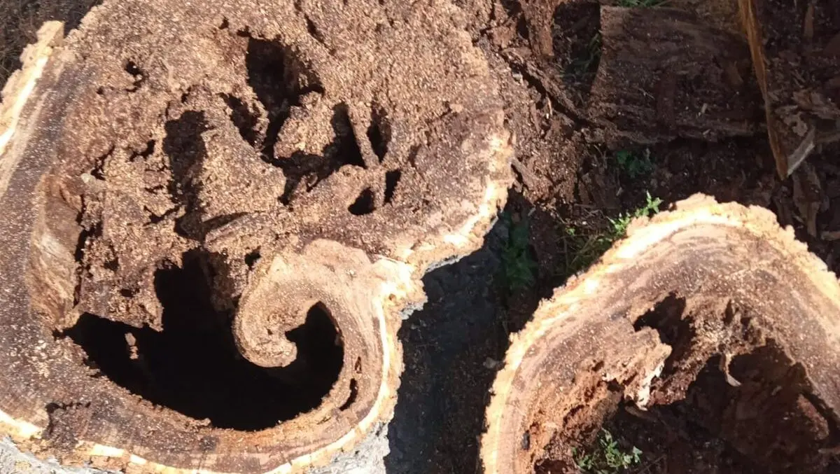 Reggio, Merenda difende la rigenerazione del verde urbano: «Progetto tecnico, non propaganda»