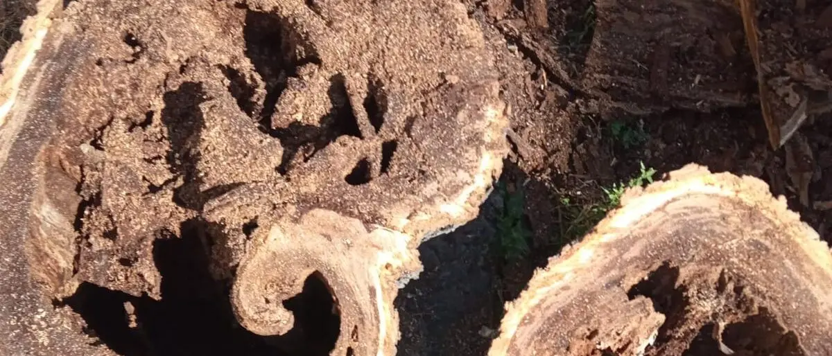 Reggio, Merenda difende la rigenerazione del verde urbano: «Progetto tecnico, non propaganda»