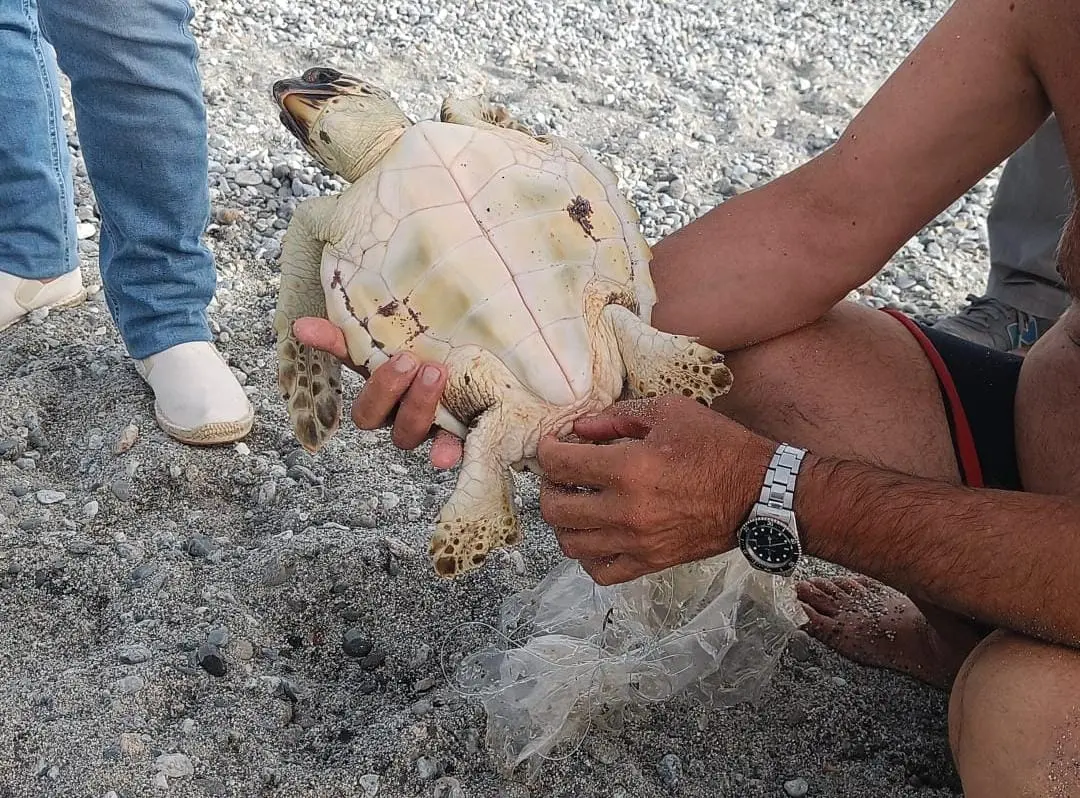 Condofuri, soccorsa tartaruga caretta caretta