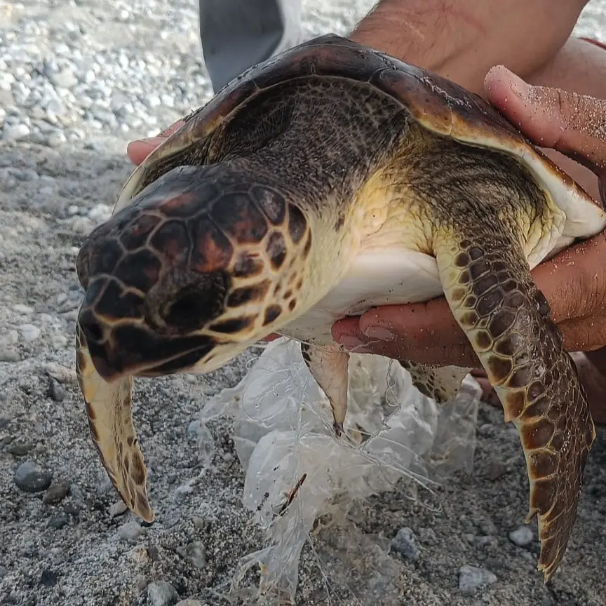 Kiska, la Caretta Caretta soccorsa a Condofuri, è in prognosi riservata: ennesima vittima del ByCatch
