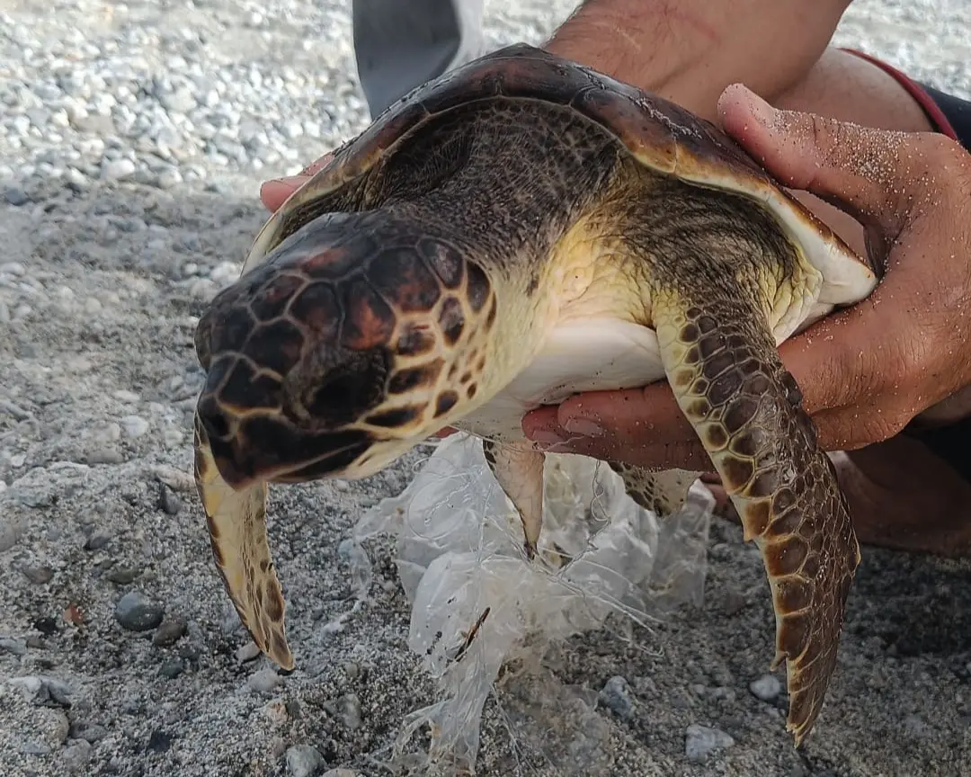 Kiska, la Caretta Caretta soccorsa a Condofuri, è in prognosi riservata: ennesima vittima del ByCatch