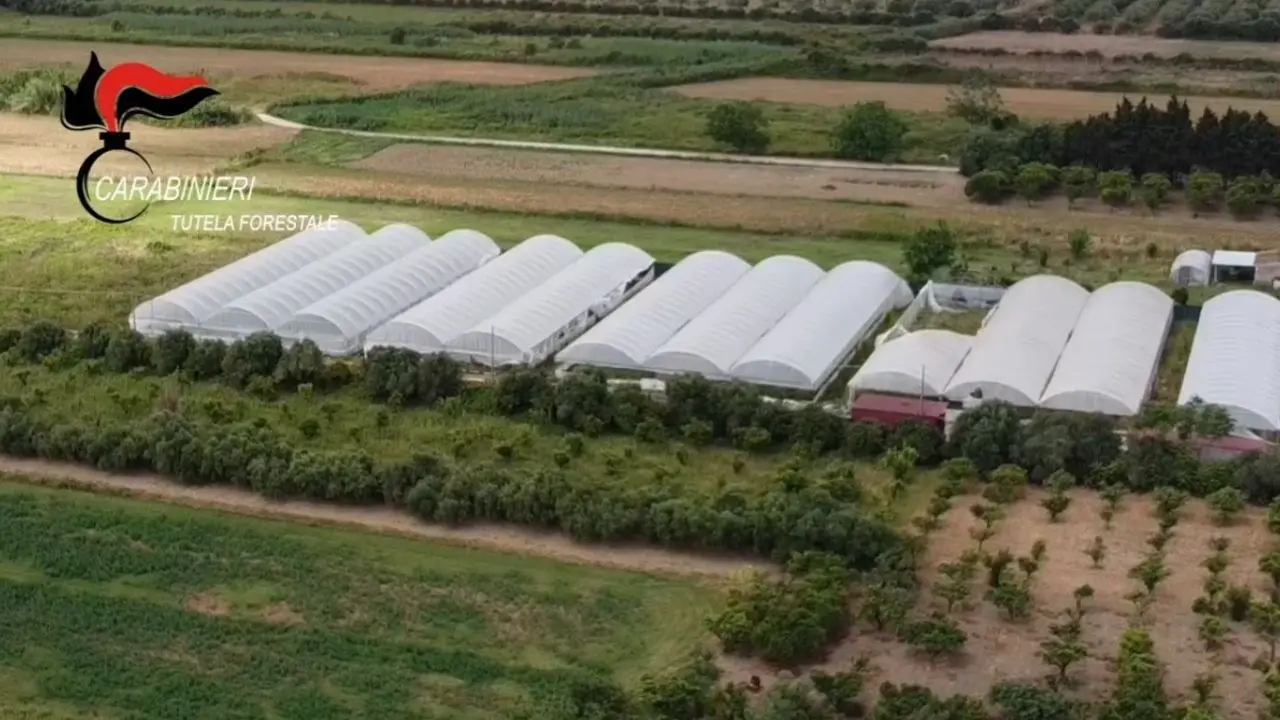 Operazione Fata Verde, nelle piantagioni di marijuana in Aspromonte e a Lamezia serre blindate e vedette notturne