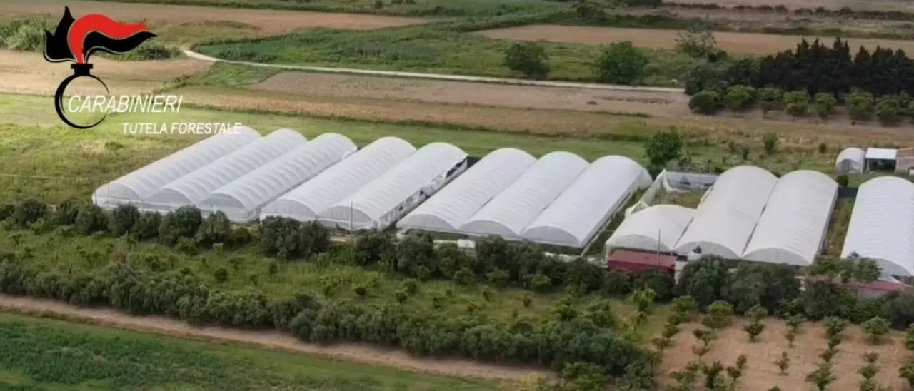 Operazione Fata Verde, nelle piantagioni di marijuana in Aspromonte e a Lamezia serre blindate e vedette notturne
