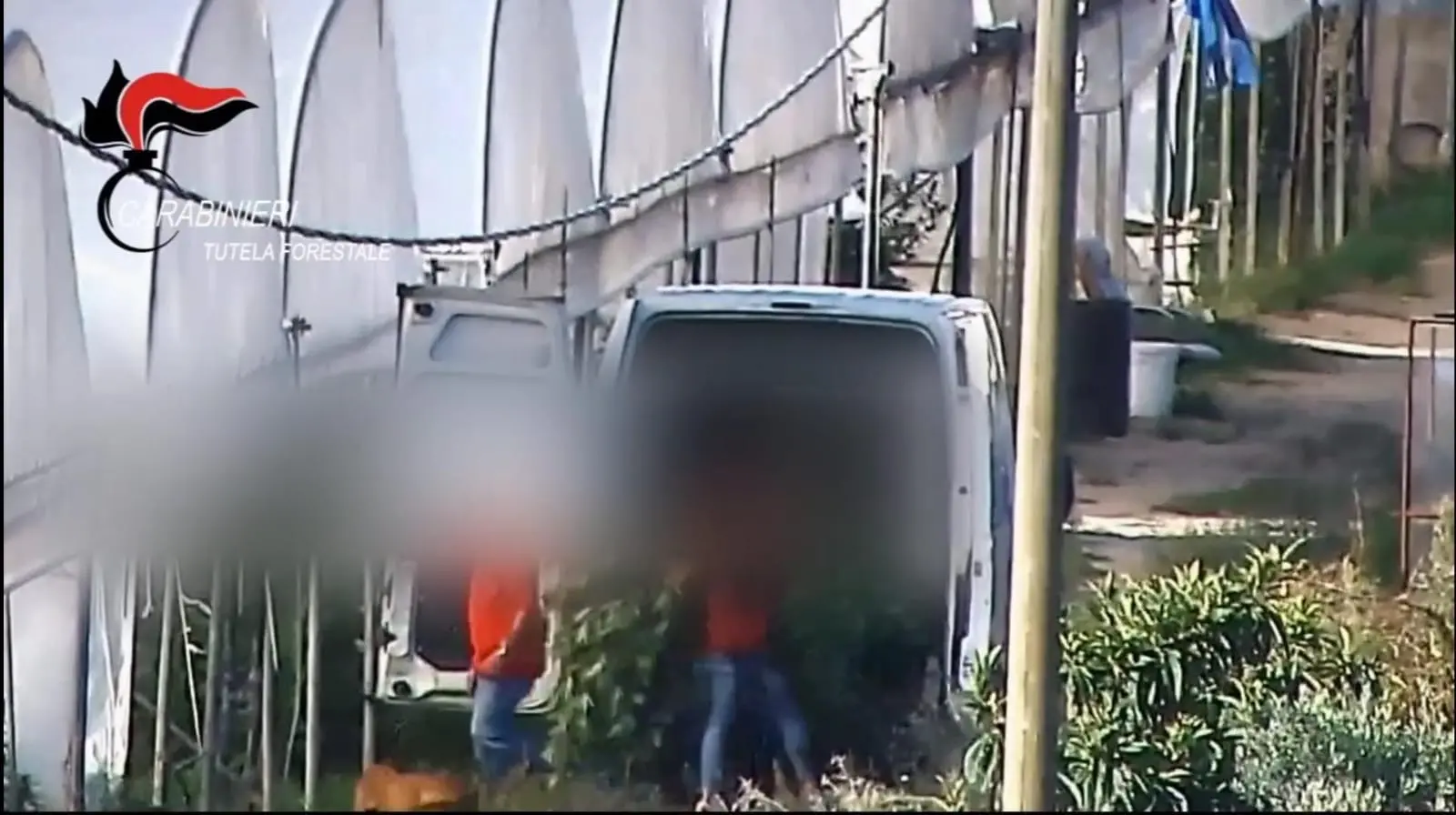 Operazione Fata Verde: producevano sostanze stupefacenti simulando la coltivazione di canapa sativa - I NOMI