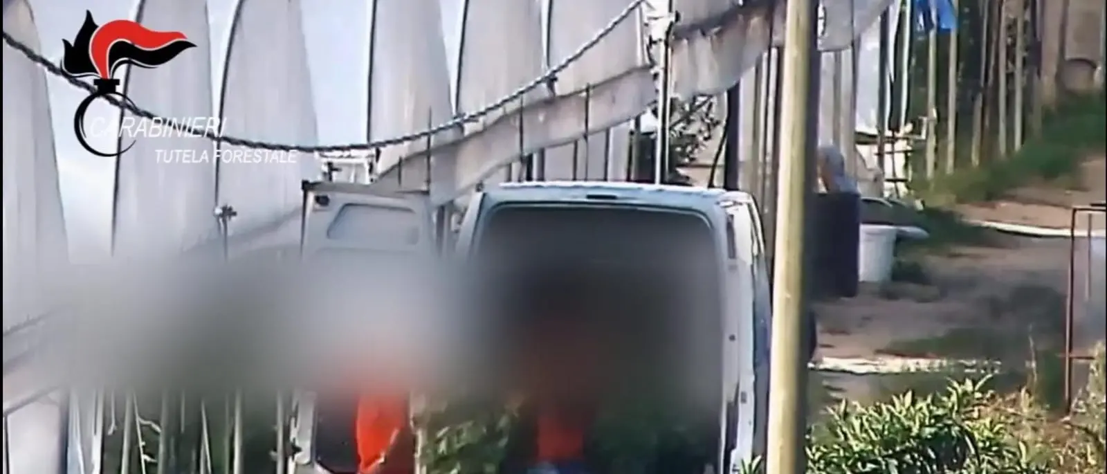 Operazione Fata Verde: producevano sostanze stupefacenti simulando la coltivazione di canapa sativa - I NOMI