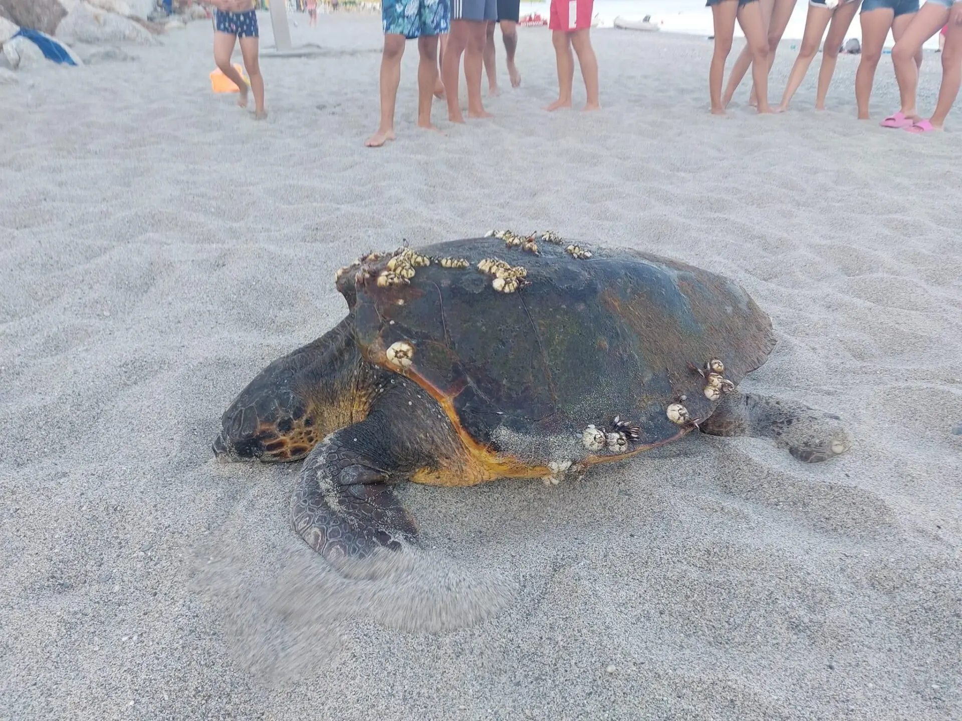 Siderno, tartaruga marina in spiaggia \"disturbata\" dai bagnanti: non depone le uova e torna in mare