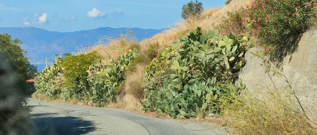 Reggio, un cittadino segnala le condizioni di incuria della strada tra Condera e Gambarie