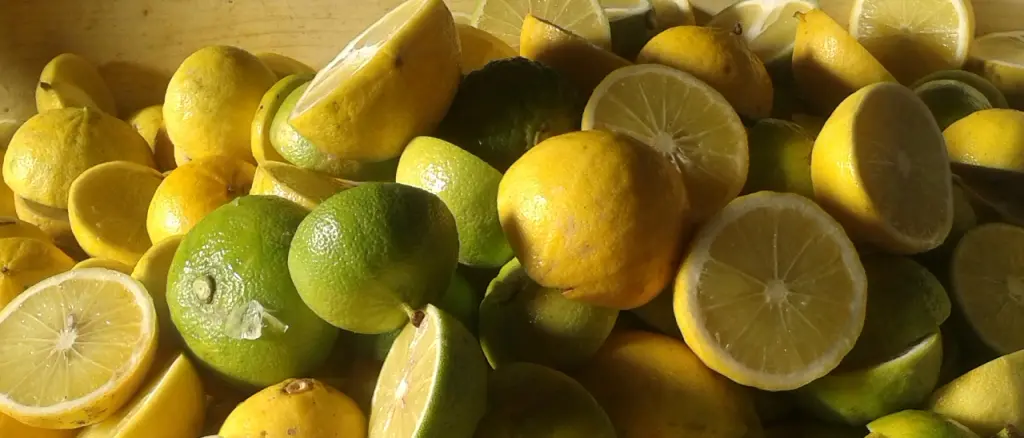 Elezioni Reggio Calabria, Davi: «Come primo atto proporrò il bergamotto come patrimonio Unesco»