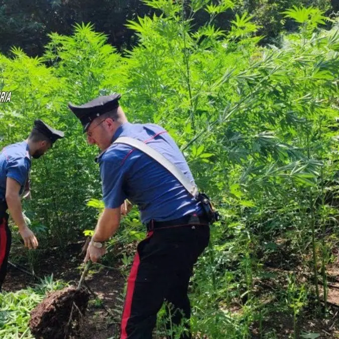 Giffone, carabinieri sequestrano 2700 piante di marijuana - VIDEO
