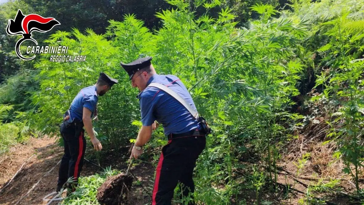 Giffone, carabinieri sequestrano 2700 piante di marijuana - VIDEO