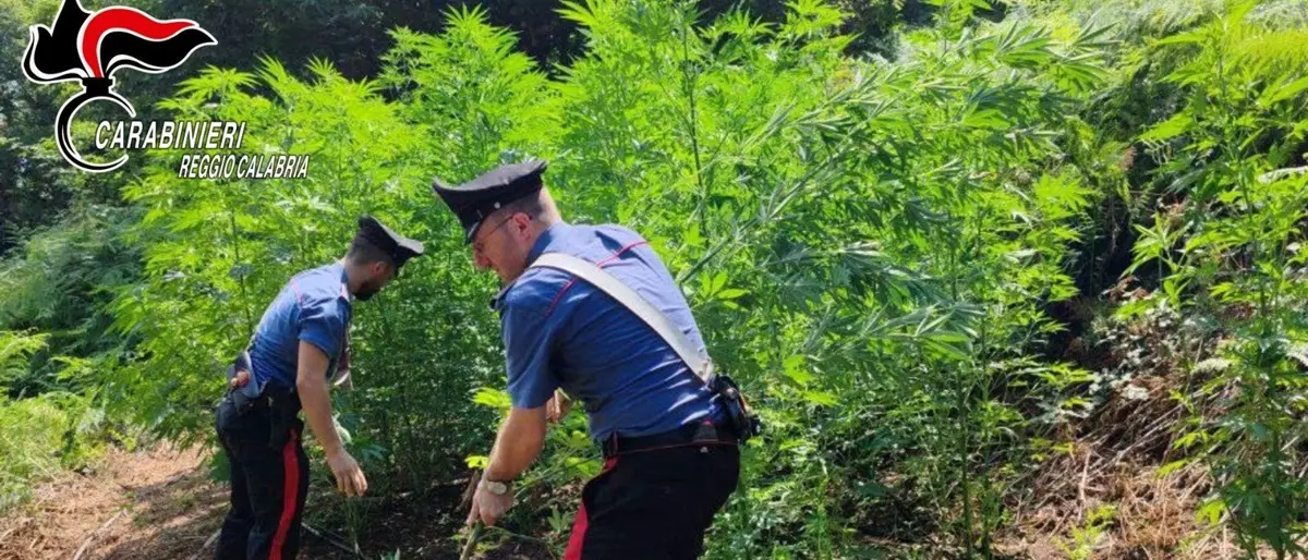 Giffone, carabinieri sequestrano 2700 piante di marijuana - VIDEO
