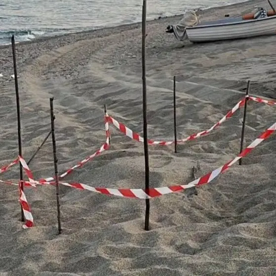 Stilo, scomparse dalla spiaggia le uova di Caretta caretta: l’appello del Wwf