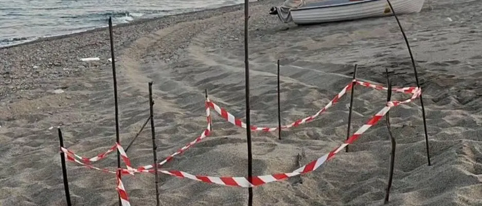 Stilo, scomparse dalla spiaggia le uova di Caretta caretta: l’appello del Wwf