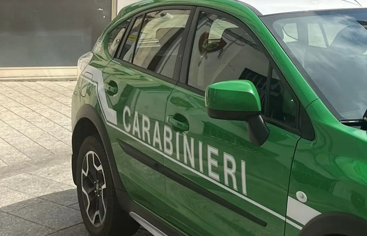 Aspromonte, numerosi reati ambientali contestati dai carabinieri forestali