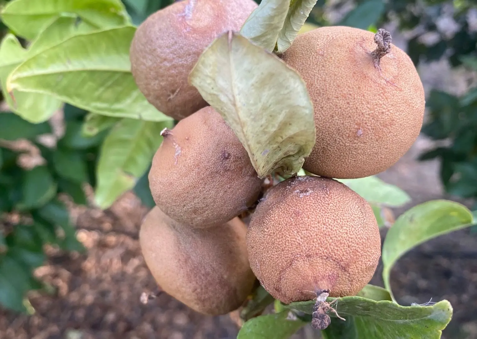Igp e ristori, bergamotticoltori reggini fermi al palo: «Regione assente e contro base agricola»