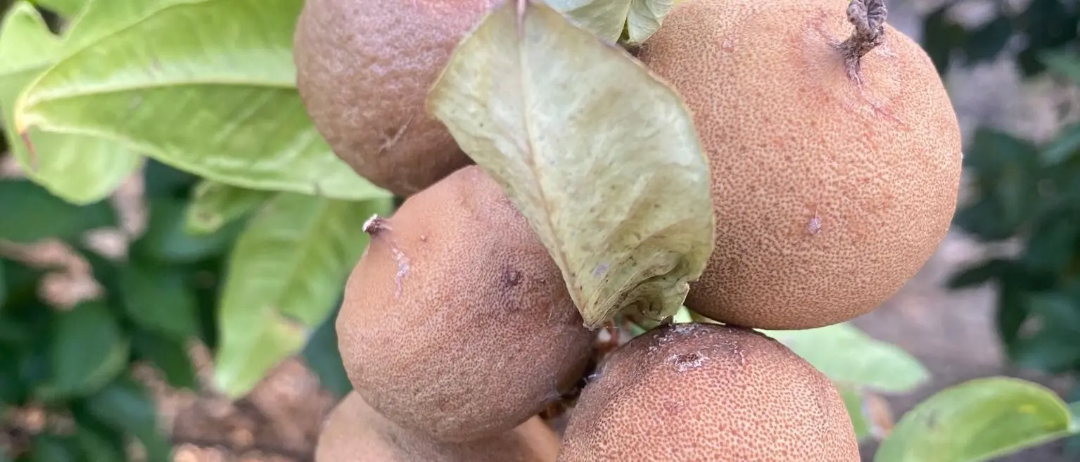 Igp e ristori, bergamotticoltori reggini fermi al palo: «Regione assente e contro base agricola»