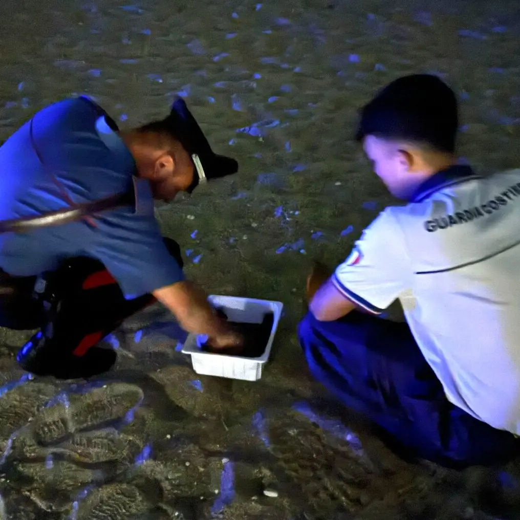 Schiuse 59 tartarughe sulla spiaggia di Palmi, Carabinieri e Capitaneria presenti per tutelare i piccoli rettili - VIDEO