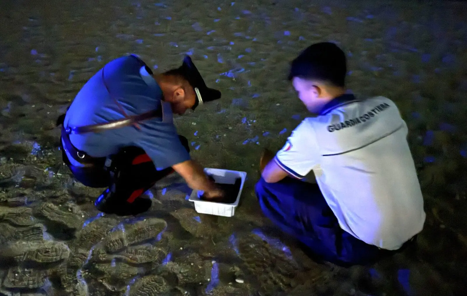Schiuse 59 tartarughe sulla spiaggia di Palmi, Carabinieri e Capitaneria presenti per tutelare i piccoli rettili - VIDEO