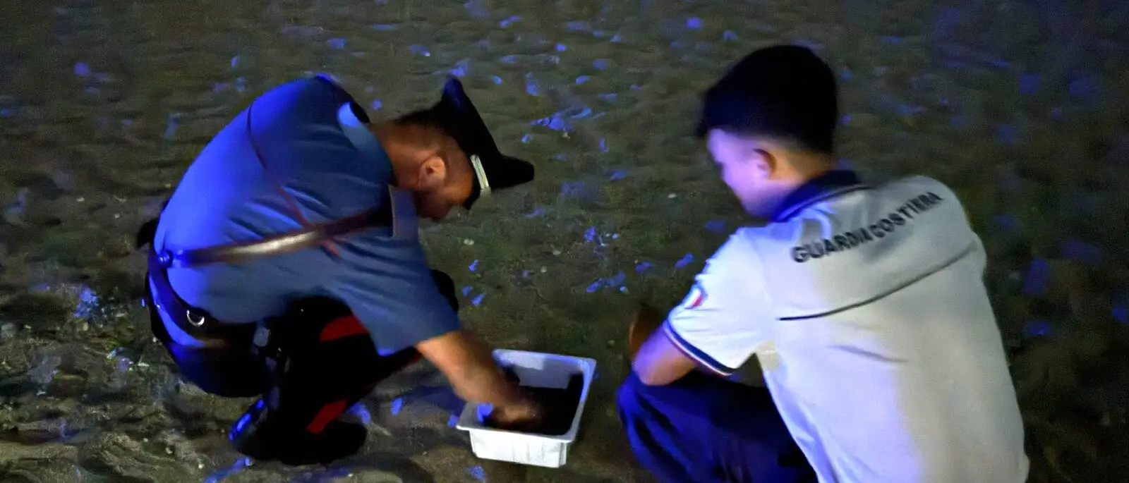 Schiuse 59 tartarughe sulla spiaggia di Palmi, Carabinieri e Capitaneria presenti per tutelare i piccoli rettili - VIDEO