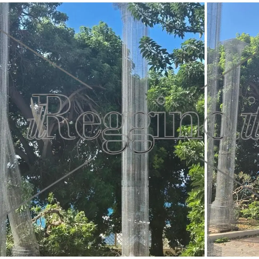Reggio, crolla un albero sul lungomare: danneggiata Opera di Tresoldi