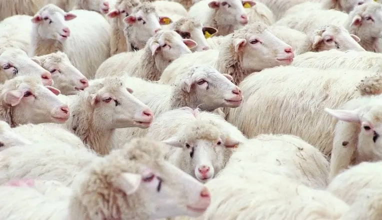 Lingua blu, primo focolaio nella Locride: colpito un allevamento di Ferruzzano