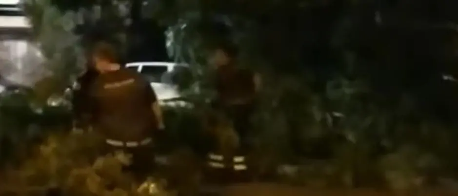 Crollato grande albero nella notte a Villa San Giovanni