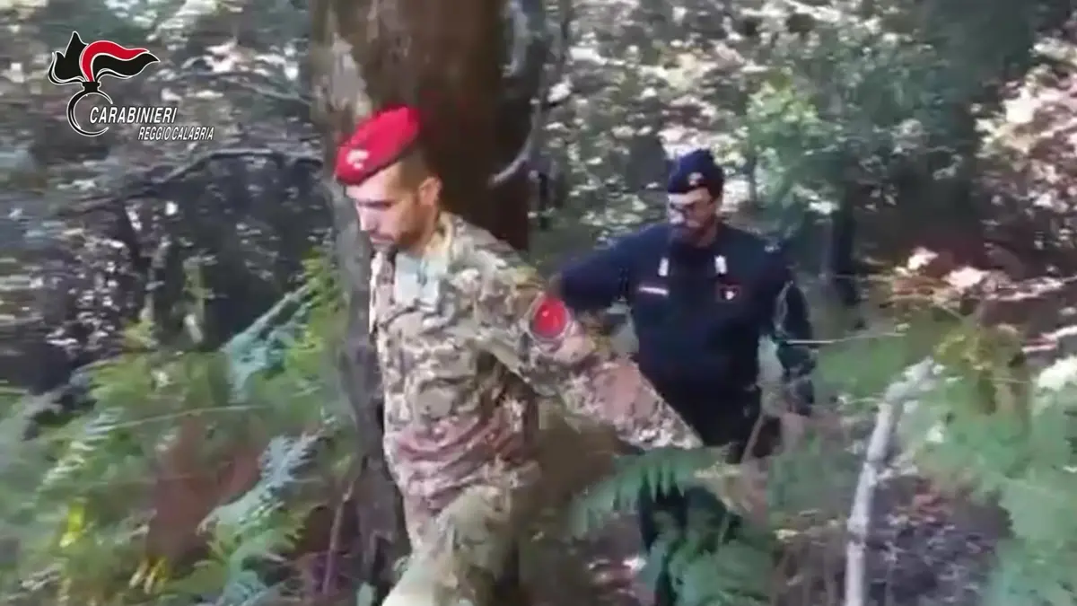 Careri e Platì, carabinieri rinvengono oltre mille piante di marijuana: un arresto